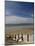 Wooden Groyne on the Beach at Amroth, Pembrokeshire, Wales, United Kingdom-Rob Cousins-Mounted Photographic Print