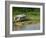 Wooden House with Plants and a Garden in the Breves Narrows in the Amazon Area of Brazil-Ken Gillham-Framed Photographic Print