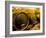 Wooden Kegs for Ageing Wine in Cellar of Pavel Soldan in Village of Modra, Slovakia-Richard Nebesky-Framed Photographic Print