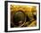 Wooden Kegs for Ageing Wine in Cellar of Pavel Soldan in Village of Modra, Slovakia-Richard Nebesky-Framed Photographic Print