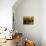 Wooden Kegs for Ageing Wine in Cellar of Pavel Soldan in Village of Modra, Slovakia-Richard Nebesky-Mounted Photographic Print displayed on a wall