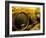 Wooden Kegs for Ageing Wine in Cellar of Pavel Soldan in Village of Modra, Slovakia-Richard Nebesky-Framed Photographic Print