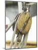 Wooden Pulley and Rope of Boat Rigging-null-Mounted Photographic Print