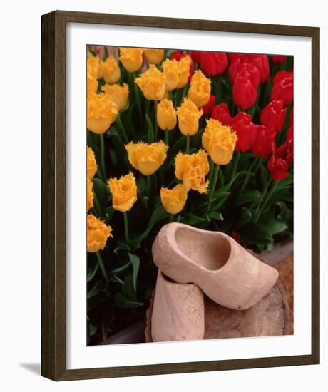 Wooden Shoe Tulips-Ike Leahy-Framed Photo