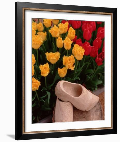 Wooden Shoe Tulips-Ike Leahy-Framed Photo