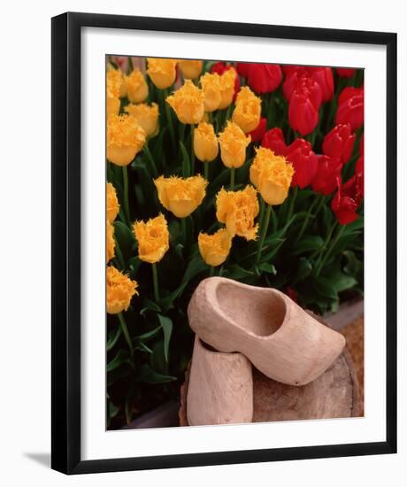 Wooden Shoe Tulips-Ike Leahy-Framed Photo