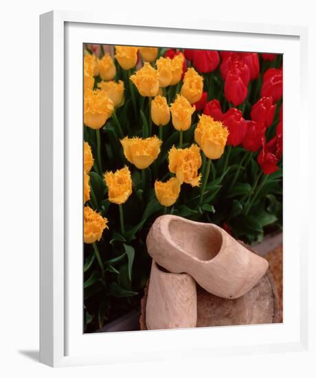 Wooden Shoe Tulips-Ike Leahy-Framed Photo