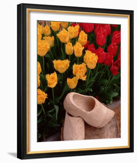 Wooden Shoe Tulips-Ike Leahy-Framed Photo