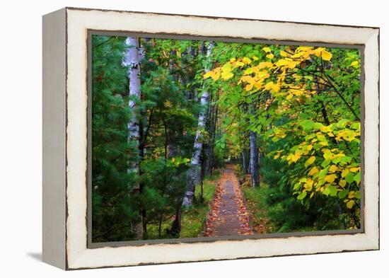 Wooden Walking Trail in Acadia National Park, Maine, USA-Joanne Wells-Framed Premier Image Canvas