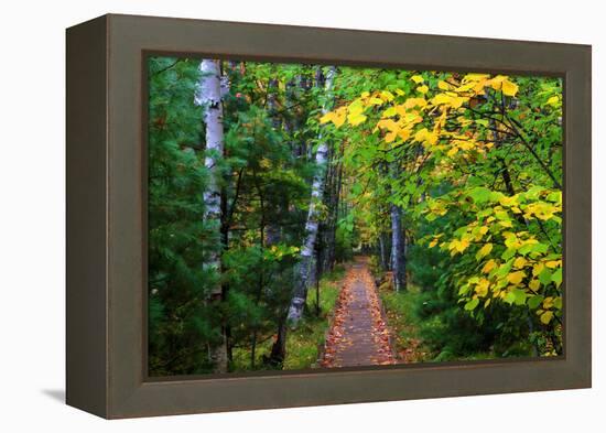 Wooden Walking Trail in Acadia National Park, Maine, USA-Joanne Wells-Framed Premier Image Canvas