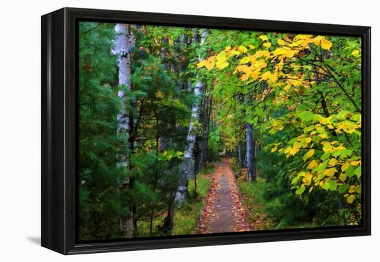 Wooden Walking Trail in Acadia National Park, Maine, USA-Joanne Wells-Framed Premier Image Canvas