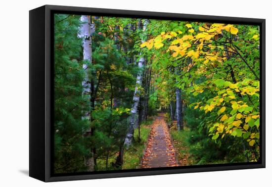 Wooden Walking Trail in Acadia National Park, Maine, USA-Joanne Wells-Framed Premier Image Canvas