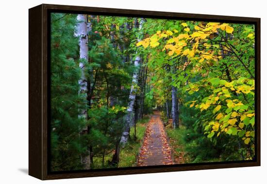 Wooden Walking Trail in Acadia National Park, Maine, USA-Joanne Wells-Framed Premier Image Canvas