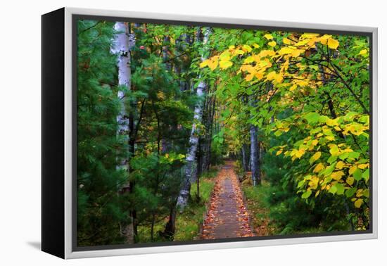 Wooden Walking Trail in Acadia National Park, Maine, USA-Joanne Wells-Framed Premier Image Canvas