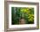 Wooden Walking Trail in Acadia National Park, Maine, USA-Joanne Wells-Framed Photographic Print