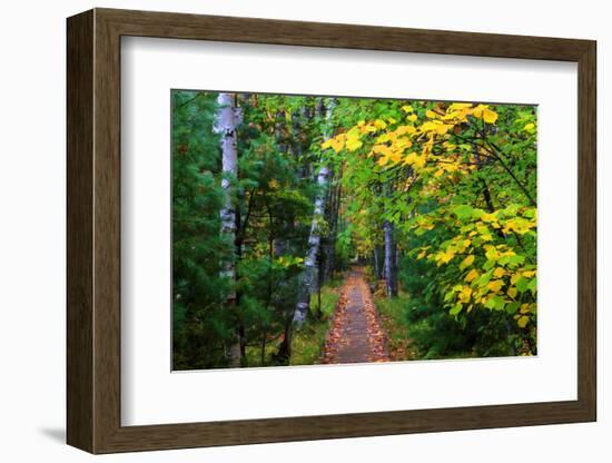 Wooden Walking Trail in Acadia National Park, Maine, USA-Joanne Wells-Framed Photographic Print