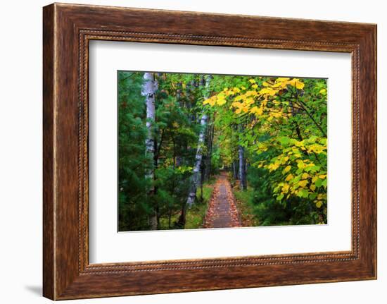 Wooden Walking Trail in Acadia National Park, Maine, USA-Joanne Wells-Framed Photographic Print