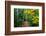 Wooden Walking Trail in Acadia National Park, Maine, USA-Joanne Wells-Framed Photographic Print