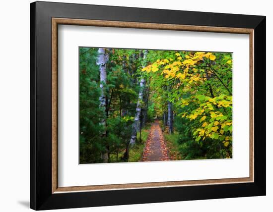 Wooden Walking Trail in Acadia National Park, Maine, USA-Joanne Wells-Framed Photographic Print