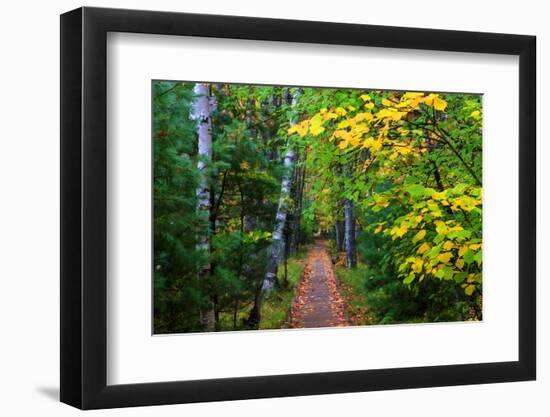 Wooden Walking Trail in Acadia National Park, Maine, USA-Joanne Wells-Framed Photographic Print