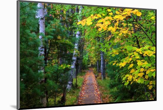 Wooden Walking Trail in Acadia National Park, Maine, USA-Joanne Wells-Mounted Photographic Print
