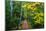 Wooden Walking Trail in Acadia National Park, Maine, USA-Joanne Wells-Mounted Photographic Print