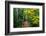 Wooden Walking Trail in Acadia National Park, Maine, USA-Joanne Wells-Framed Photographic Print