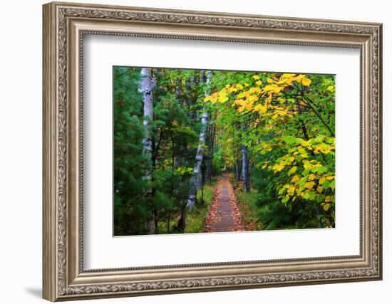 Wooden Walking Trail in Acadia National Park, Maine, USA-Joanne Wells-Framed Premium Photographic Print