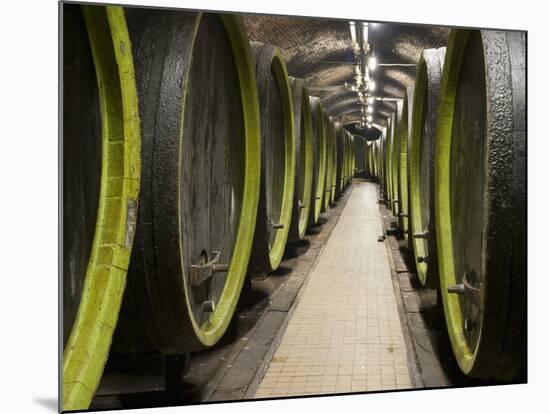 Wooden Wine Barrels, Rosa Coeli Wine Cellar, Dolni Kounice, Brnensko, Czech Republic, Europe-Richard Nebesky-Mounted Premium Photographic Print