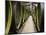 Wooden Wine Barrels, Rosa Coeli Wine Cellar, Dolni Kounice, Brnensko, Czech Republic, Europe-Richard Nebesky-Mounted Photographic Print