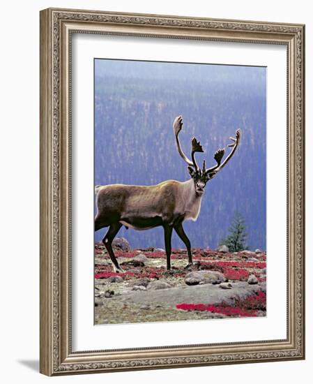 Woodland Caribou on a Ridge During Fall Migration, Quebec, Canada-Charles Sleicher-Framed Photographic Print