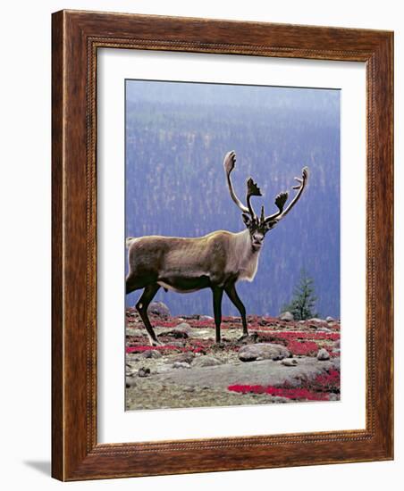 Woodland Caribou on a Ridge During Fall Migration, Quebec, Canada-Charles Sleicher-Framed Photographic Print