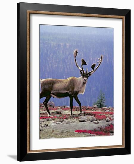 Woodland Caribou on a Ridge During Fall Migration, Quebec, Canada-Charles Sleicher-Framed Photographic Print