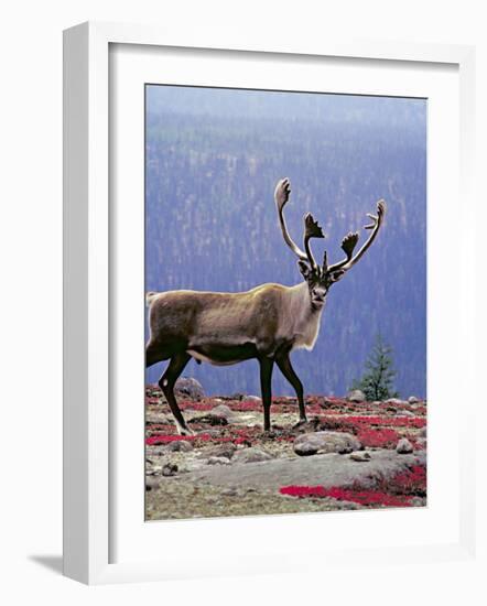 Woodland Caribou on a Ridge During Fall Migration, Quebec, Canada-Charles Sleicher-Framed Photographic Print