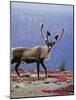 Woodland Caribou on a Ridge During Fall Migration, Quebec, Canada-Charles Sleicher-Mounted Photographic Print