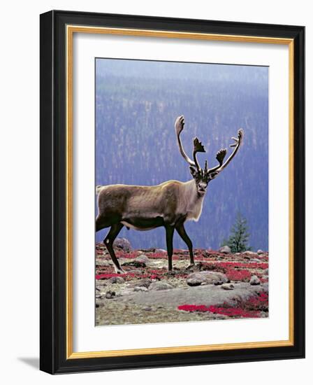 Woodland Caribou on a Ridge During Fall Migration, Quebec, Canada-Charles Sleicher-Framed Photographic Print