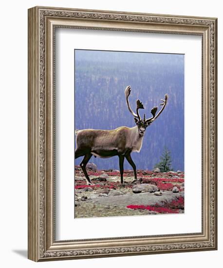 Woodland Caribou on a Ridge During Fall Migration, Quebec, Canada-Charles Sleicher-Framed Photographic Print