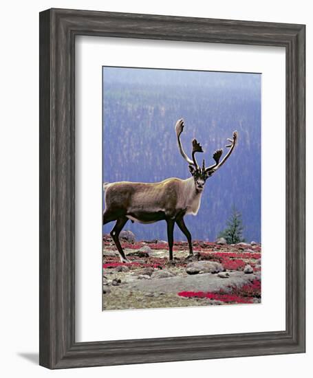 Woodland Caribou on a Ridge During Fall Migration, Quebec, Canada-Charles Sleicher-Framed Photographic Print