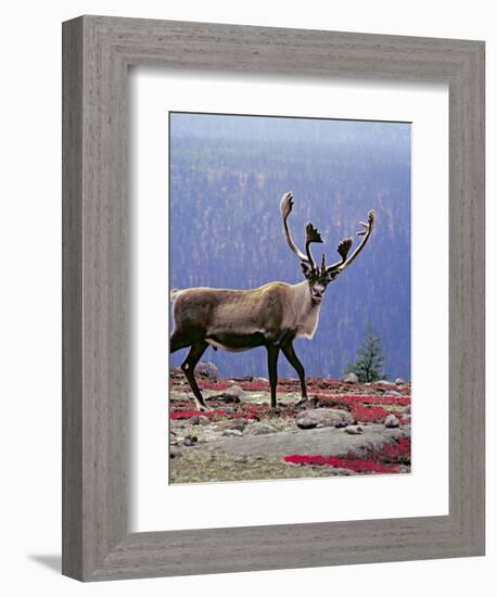 Woodland Caribou on a Ridge During Fall Migration, Quebec, Canada-Charles Sleicher-Framed Photographic Print