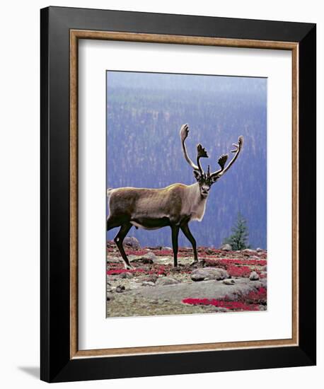 Woodland Caribou on a Ridge During Fall Migration, Quebec, Canada-Charles Sleicher-Framed Photographic Print