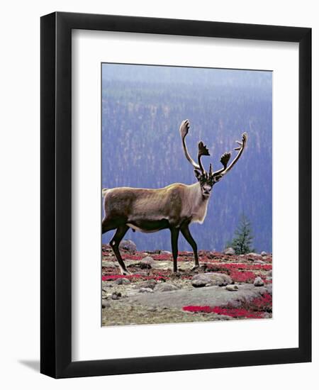 Woodland Caribou on a Ridge During Fall Migration, Quebec, Canada-Charles Sleicher-Framed Photographic Print