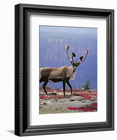 Woodland Caribou on a Ridge During Fall Migration, Quebec, Canada-Charles Sleicher-Framed Photographic Print
