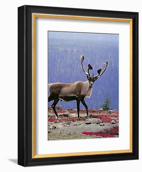 Woodland Caribou on a Ridge During Fall Migration, Quebec, Canada-Charles Sleicher-Framed Photographic Print