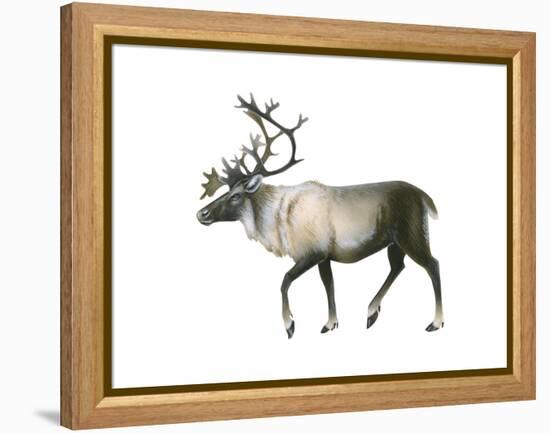 Woodland Caribou (Rangifer Tarandus Caribou), Mammals-Encyclopaedia Britannica-Framed Stretched Canvas