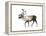 Woodland Caribou (Rangifer Tarandus Caribou), Mammals-Encyclopaedia Britannica-Framed Stretched Canvas