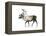 Woodland Caribou (Rangifer Tarandus Caribou), Mammals-Encyclopaedia Britannica-Framed Stretched Canvas