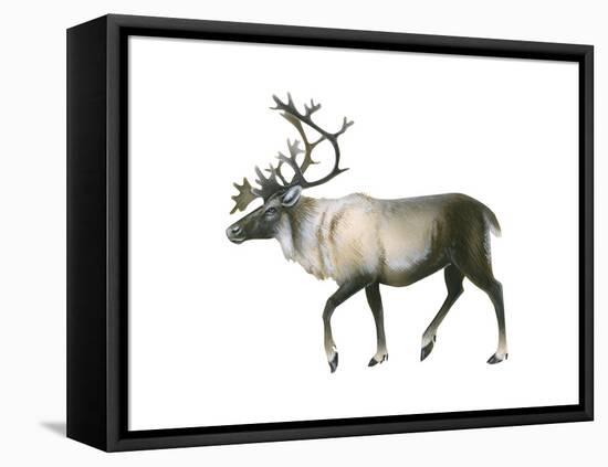 Woodland Caribou (Rangifer Tarandus Caribou), Mammals-Encyclopaedia Britannica-Framed Stretched Canvas