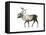 Woodland Caribou (Rangifer Tarandus Caribou), Mammals-Encyclopaedia Britannica-Framed Stretched Canvas