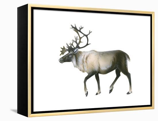 Woodland Caribou (Rangifer Tarandus Caribou), Mammals-Encyclopaedia Britannica-Framed Stretched Canvas