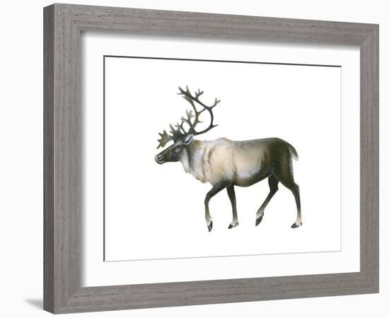 Woodland Caribou (Rangifer Tarandus Caribou), Mammals-Encyclopaedia Britannica-Framed Art Print